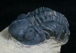 Bargain Reedops Trilobite - Inches #6913-1